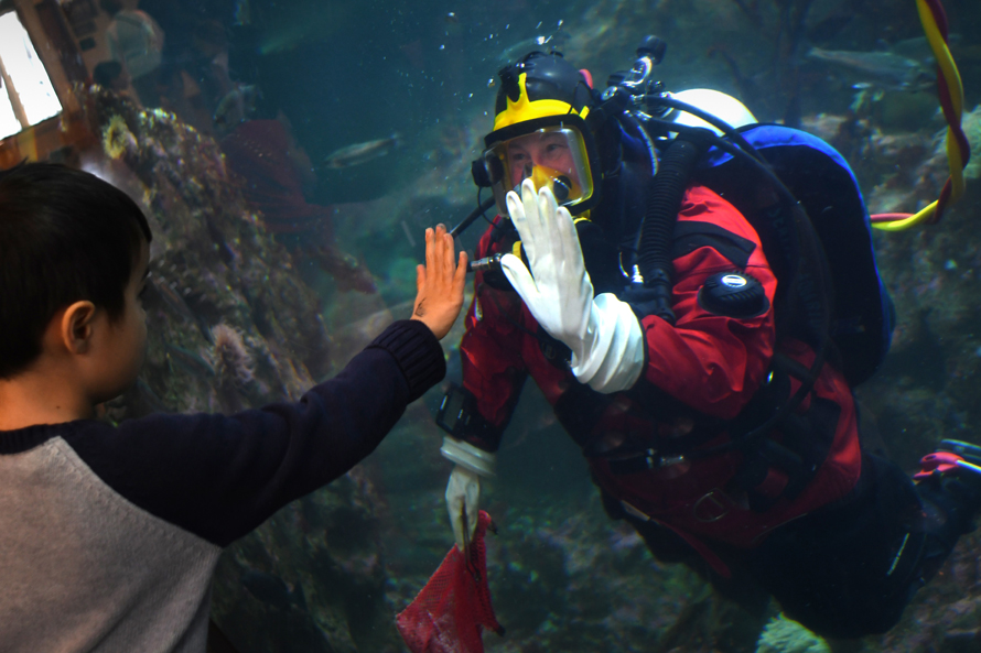 aquarium dive show with a diver holding his hand up to the glass for a kid along the Seattle Waterfront