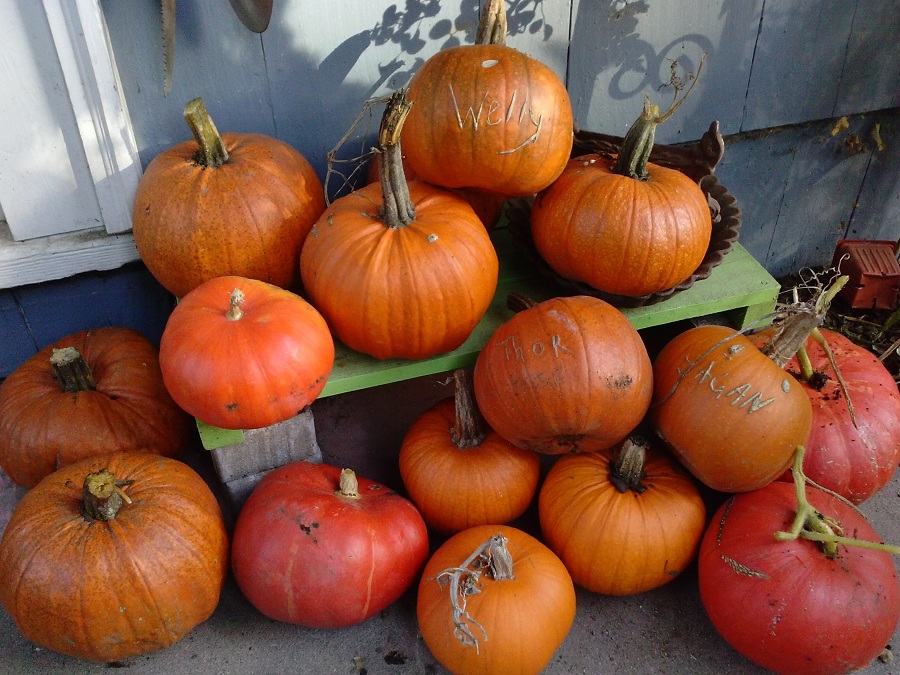 6 Ways to Use That Pumpkin You Never Carved