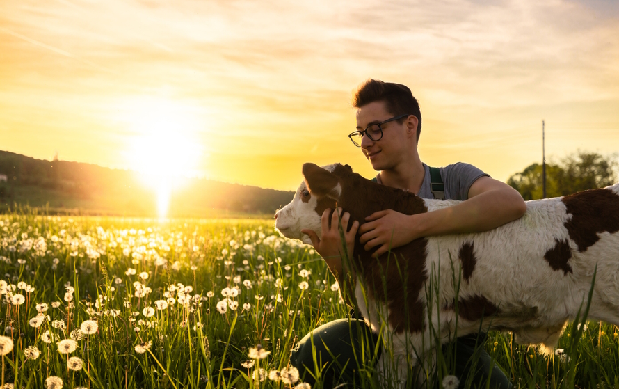 Young man in a field of flowers hugging a cow as the sun sets