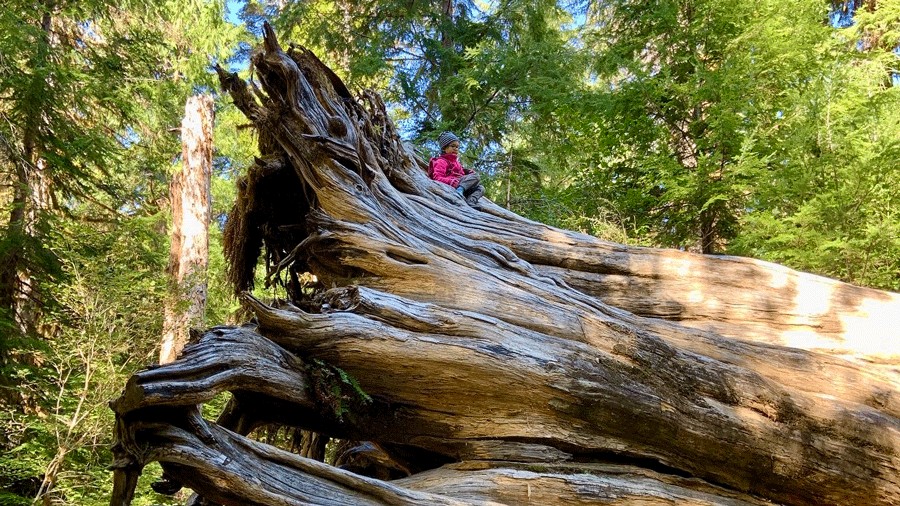 young child sitting on giant cedar tree on the trail of Staircase Rapids Loop in Olympic National Park