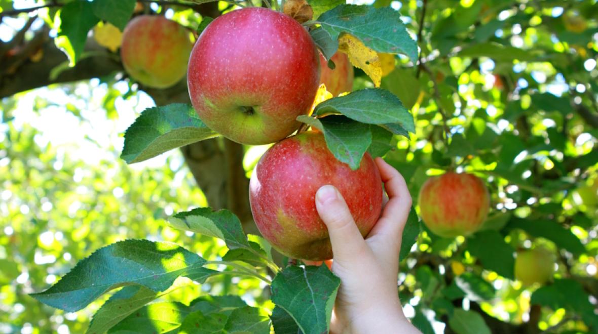 Child's hand picking an apple out of a tree on a Washington state apple farm.