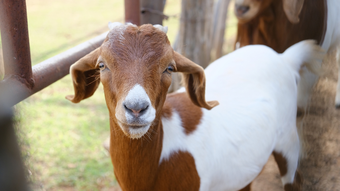 A friendly goat waiting to say hello while you pick out your apple cider