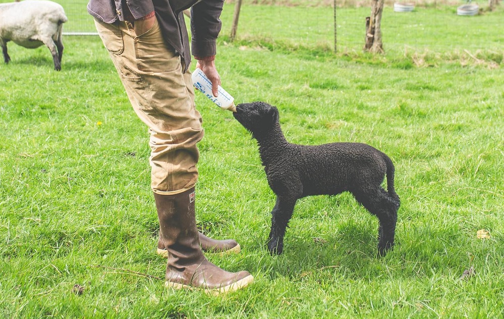 White Lotus Farm farmer holds out a bottle to a baby black lamb fantastic farm stays around Washington for Seattle families