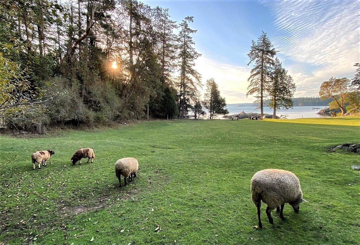 View of sheep grazing in a grassy field at Pebble Cove Farm on Orcas Island in Washington's San Juan Islands; Pebble Cove hosts families for farm stays