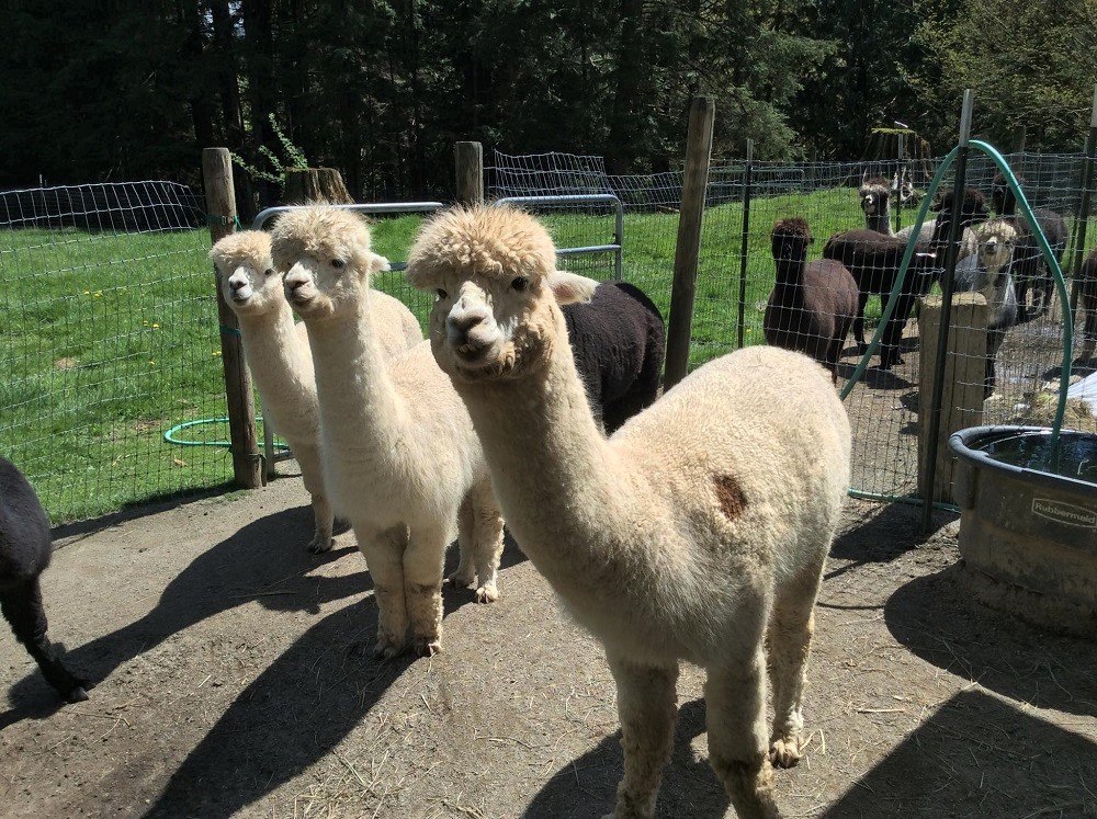 Curious white alpacas at Paca Pride Guest Ranch in Granite Falls, Washington, farm stays for Seattle families
