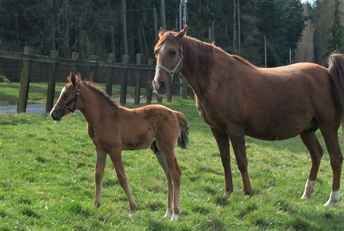 Mare and foal in a pasture at Wildwood Farm Bed and Breakfast in Oak Harbor, Washington; farm stays for Seattle area families