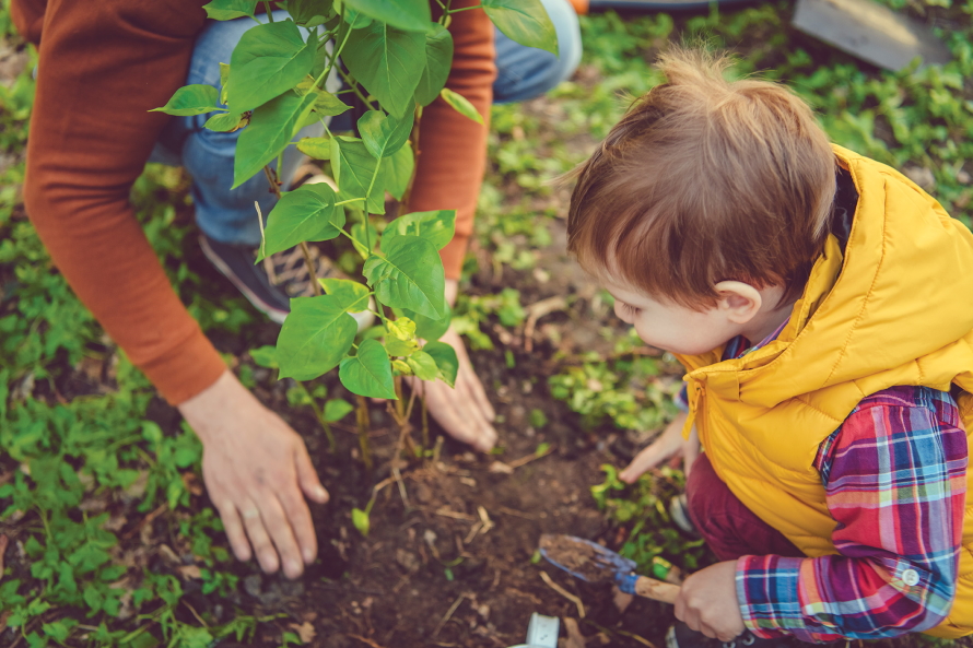Young boy digging in the dirt next to a plant with an adult helping