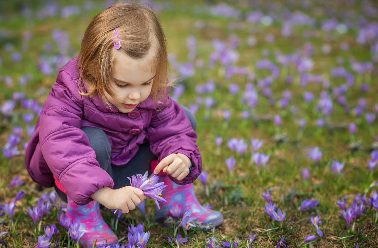 A young girl in a purple jacket crouches down in a grassy field with crocuses blooming and picks some of the flowers