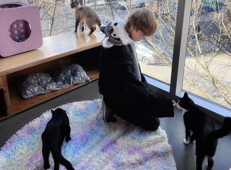 petting cats at the cat cafe