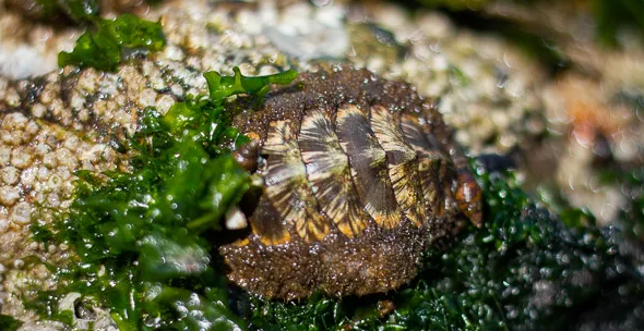 Meet the Beach with Puget Sound Estuarium – Tolmie