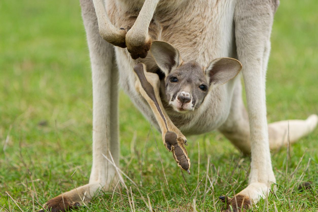 Baby kangaroo looks out from its mom's pouch, kangaroo parenting