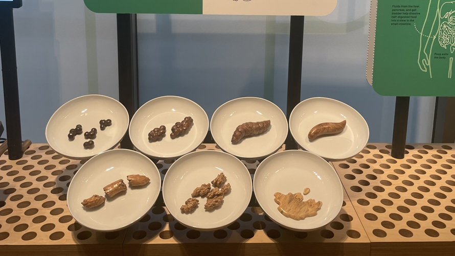 Poop carved from wood. Gates Foundation Discovery Center sanitation exhibit