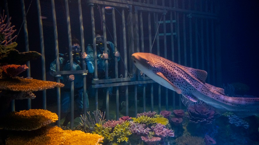 shark dive for families in Tacoma at Point Defiance Zoo & Aquarium
