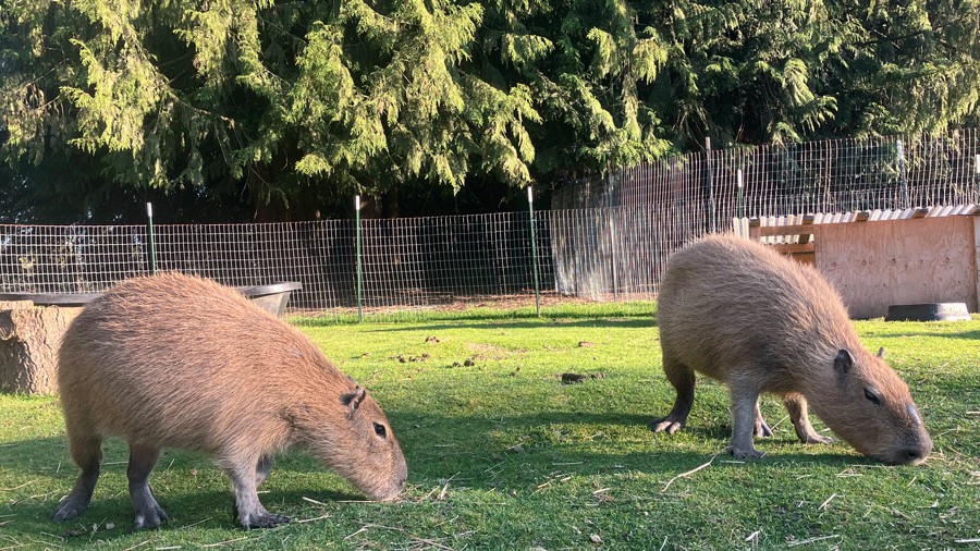 capybaras eating at The Healing Farm in Yelm, where families can pet them and interact with them