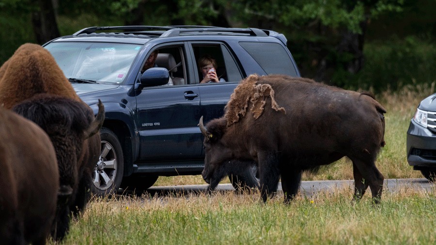 kid taking photos of bison in Northwest Trek Wildlife Park’s free-roaming area
