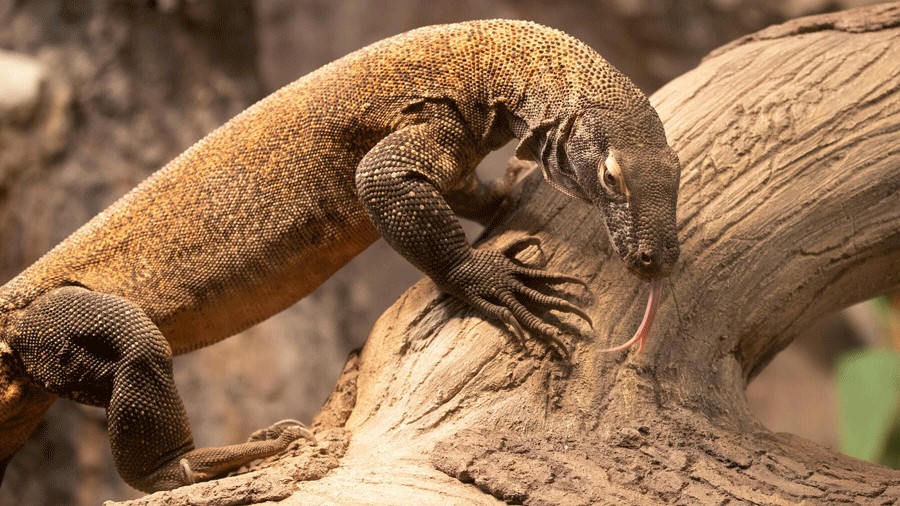 komodo dragon on a branch in its habitat at Woodland Park Zoo