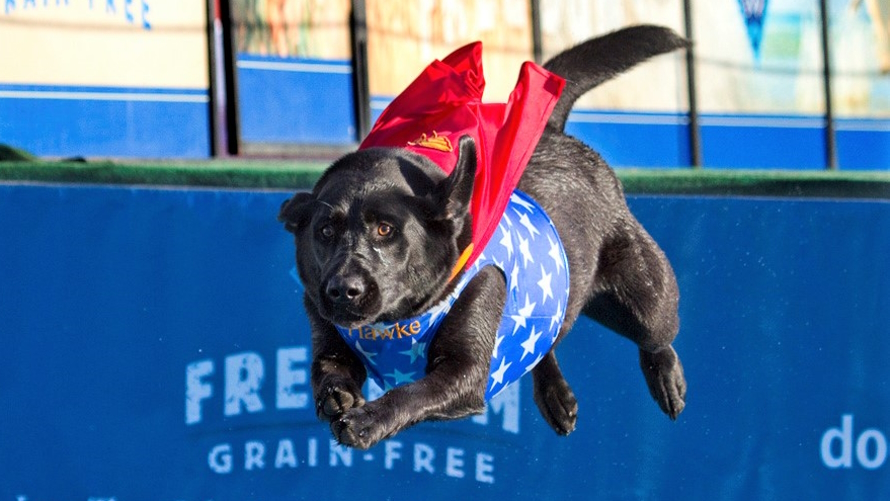 A black dog competing in a DockDogs show at the Washington State Spring Fair sails through the air toward a water tank