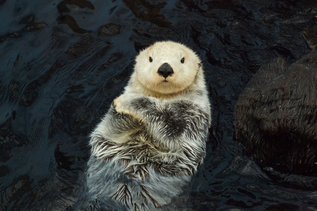 Seattle Aquarium Reopens for Puget Sound-Area Kids and Families