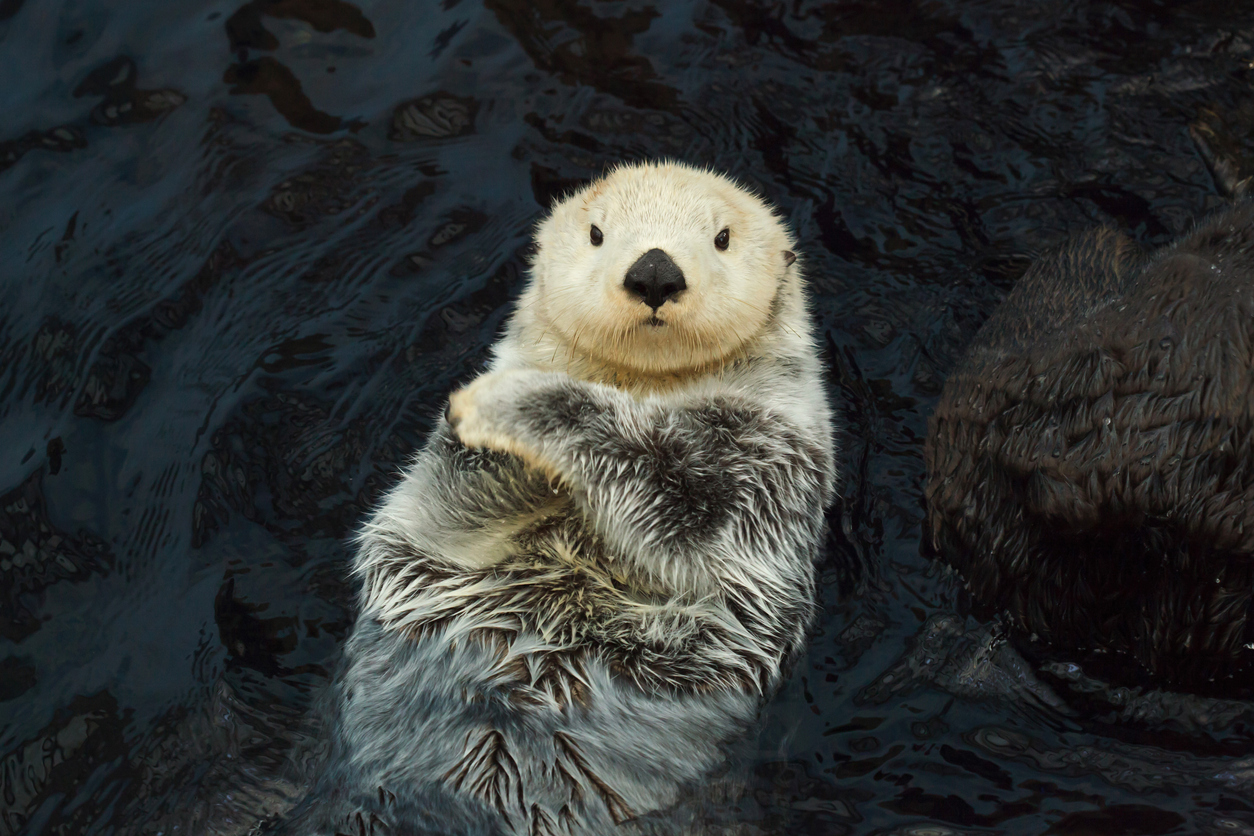 Cute sea otter with arms crossed floating on back Seattle Aquarium reopens to local families February 2021