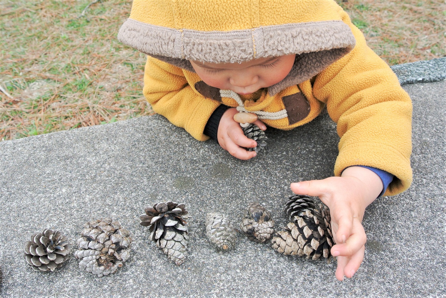Young child in yellow coat lining up pine cones in a row nature scavenger hunt list fun