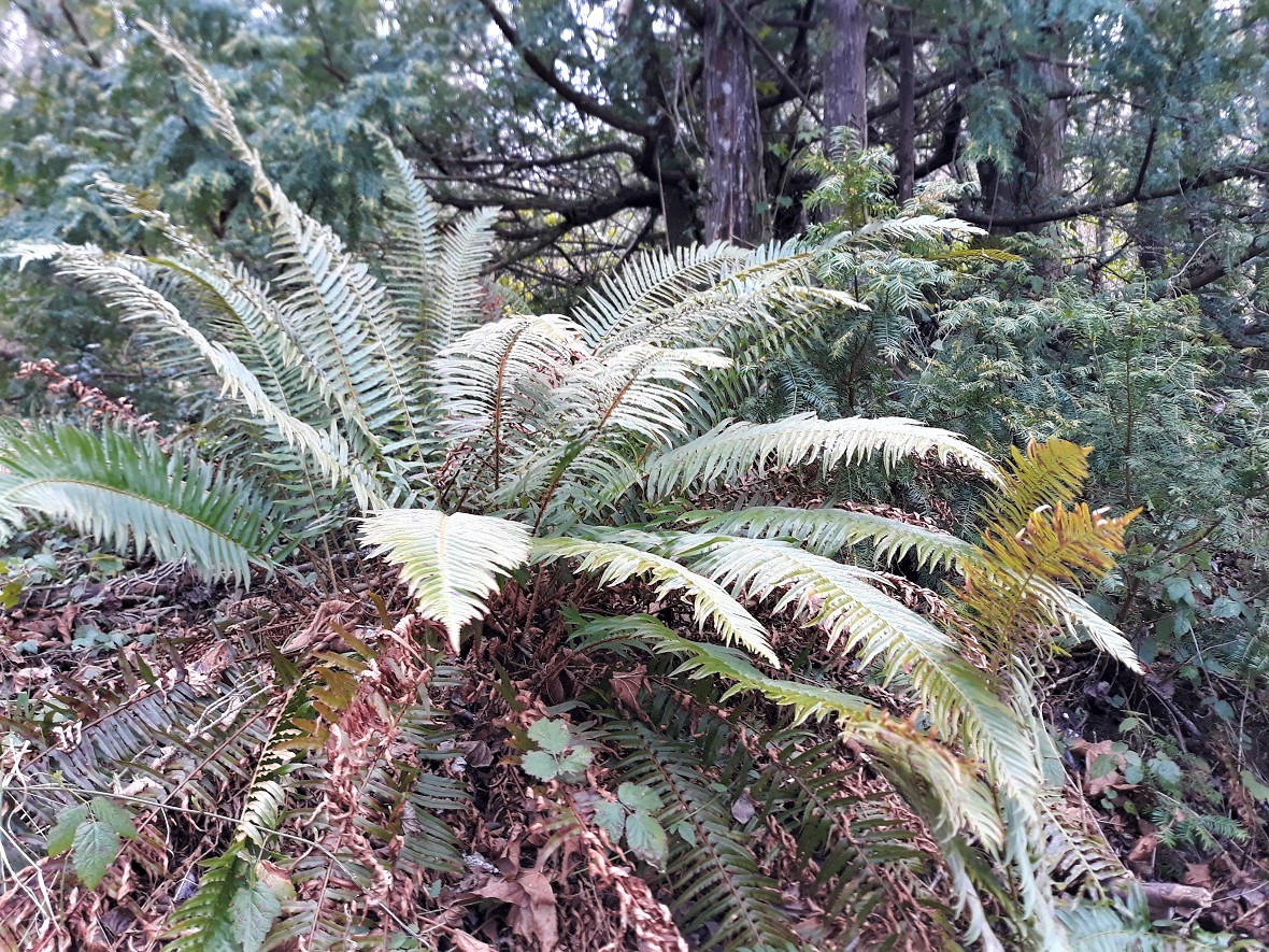Sword-fern-nature-treasure-hunt-what-to-search-for-park-around-the-block