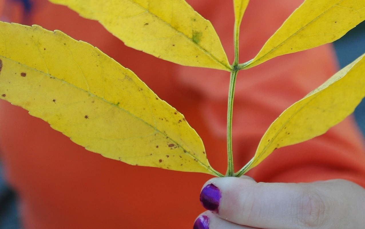 Girl-holding-yellow-leaf-nature-treasure-hunt-backyard-park-around-the-block