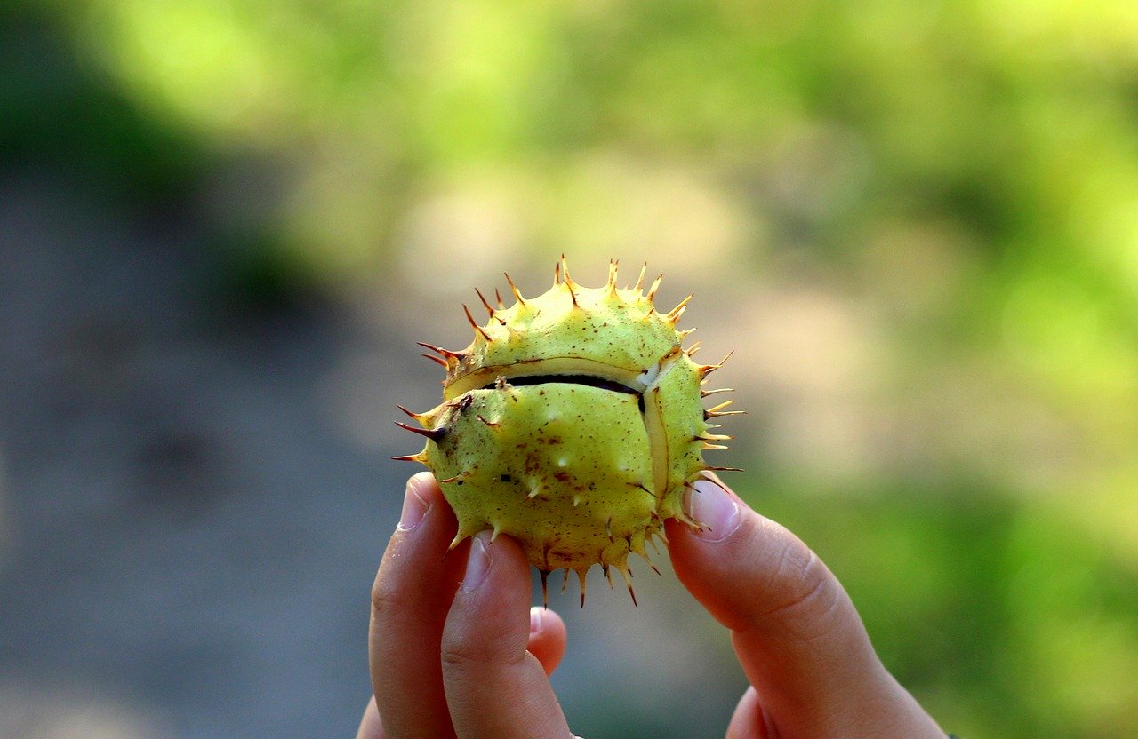 Horse-chestnut-green-nature-treasure-hunt-what-to-find