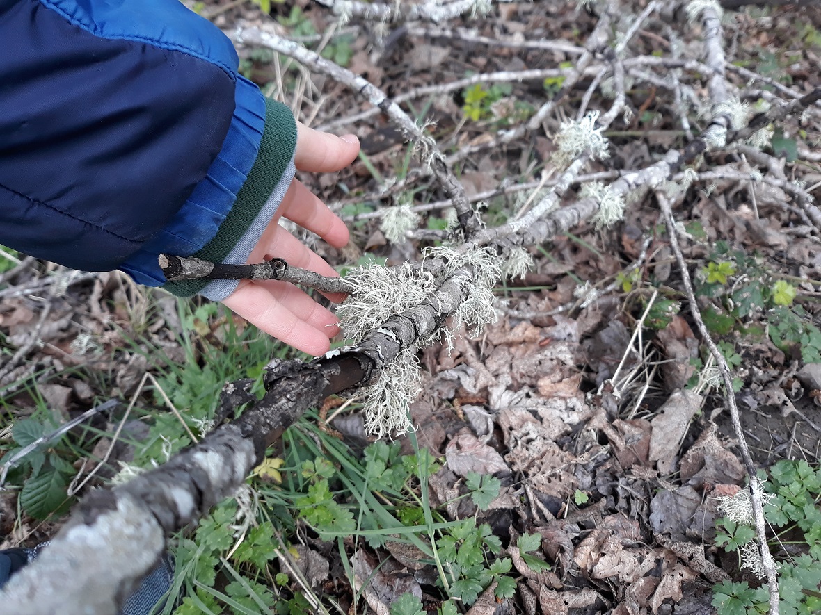 lichen-on-tree-branch-nature-treasure-hunt-list-park-or-backyard-around-the-block