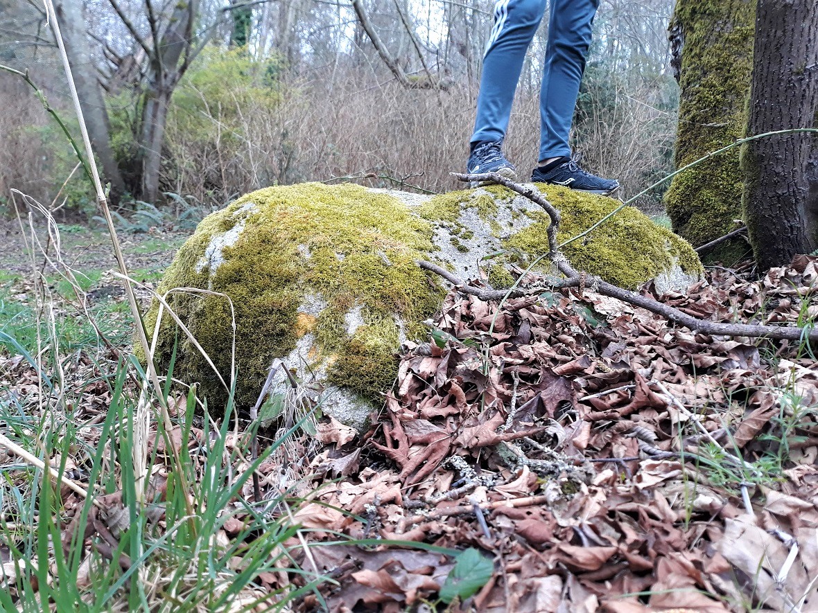 Moss-on-rock-pacific-northwest-nature-treasure-hunt-list