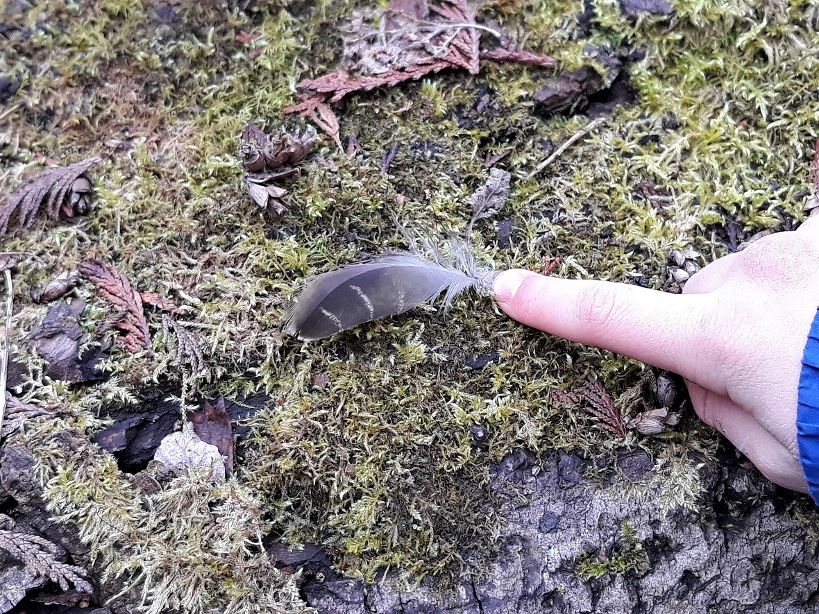 feather-nature-treasure-hunt-things-to-search-for-in-the-park-or-around-the-block