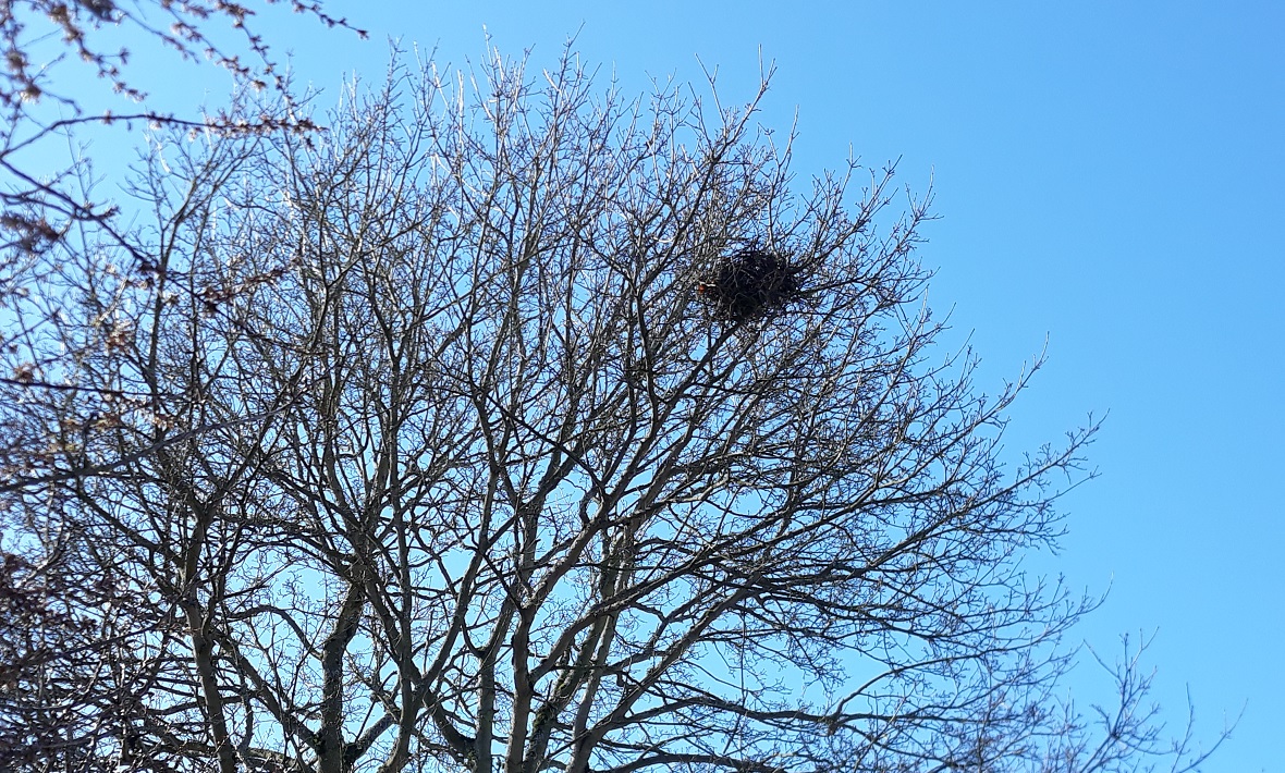 birds-nest-in-tree-green-lake-seattle-nature-treasure-hunt-park-backyard