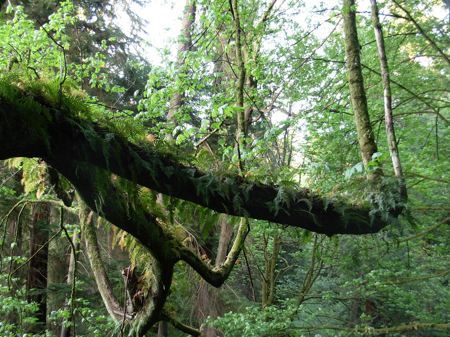 big-leaf-maple-schmitz-park-nature-treasure-hunt-trees