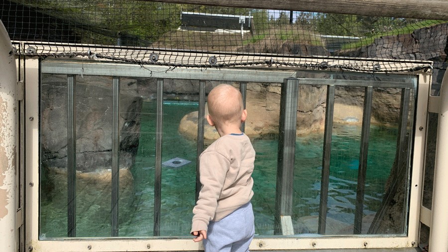 toddler looks at an exhibit at Point Defiance Zoo and Aquarium, one of many free things to do with toddlers near Seattle