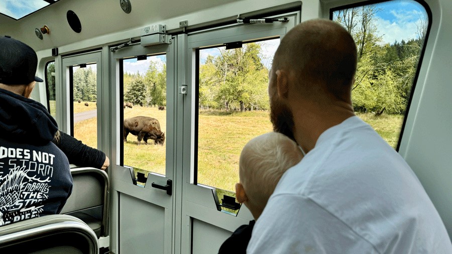 Father and son watch American bison at Northwest Trek from the electric tram, a Seattle activity that’s free for toddlers