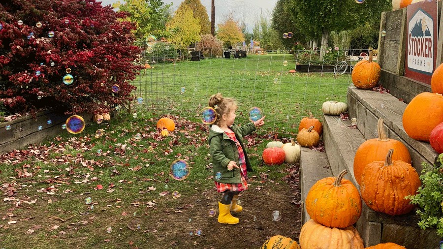 Toddler popping bubbles at Stocker Farms Fall Festival, a free activity for toddlers near Seattle