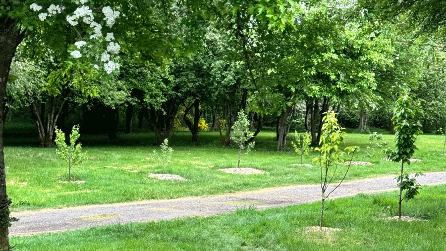 newly planted trees in a row at Charlotte's Blueberry Park expanded food forest in Tacoma