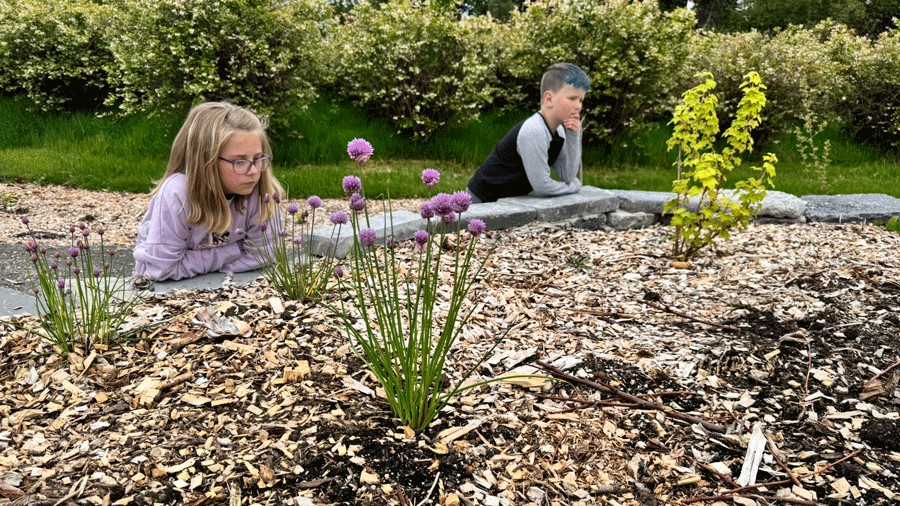 young kids looking at plants growing in a recycled concrete planter at Charlotte's Blueberry Park expanded food forest in Tacoma
