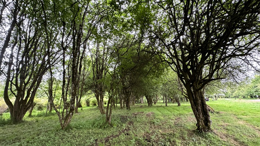 trees in the food forest at Charlotte's Blueberry Park in Tacoma