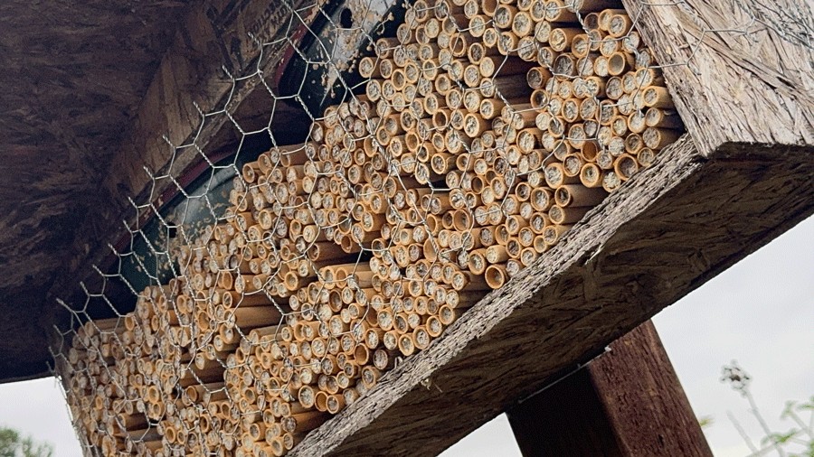 close-up view of mason bee houses at Charlotte's Blueberry Park expanded food forest in Tacoma