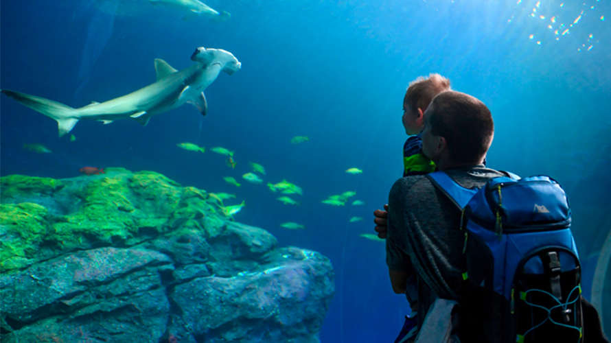 A view of Baja Bay at Point Defiance Zoo & Aquarium