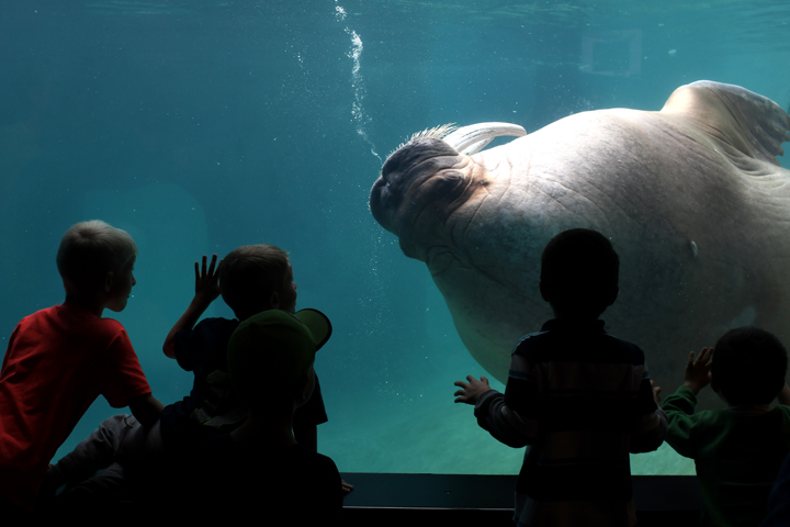 walrus at pdza