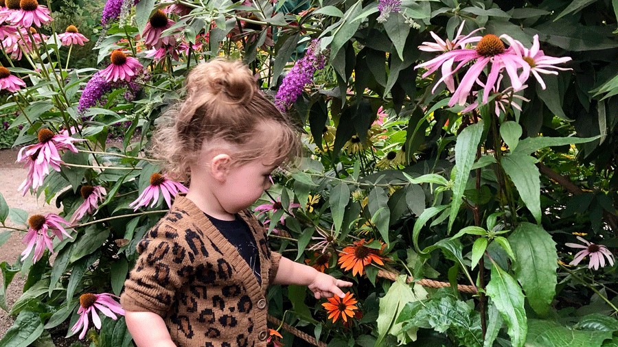 young girl looking for butterflies at the Woodland Park Zoo Butterfly Garden