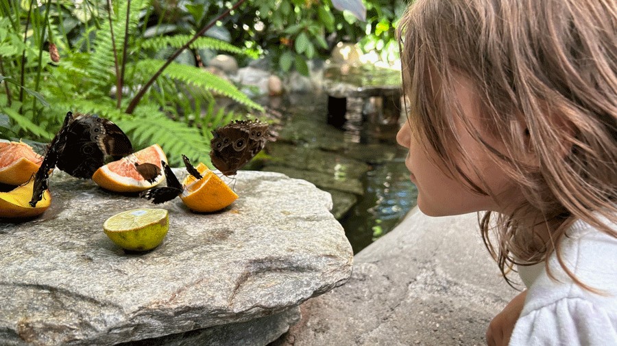 a young girl looks up close at butterflies at Pacific Science Center’s Butterfly House