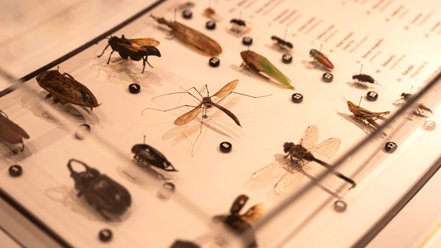 A vast insect collection at Burke Museum, a Seattle museum with bugs and insects