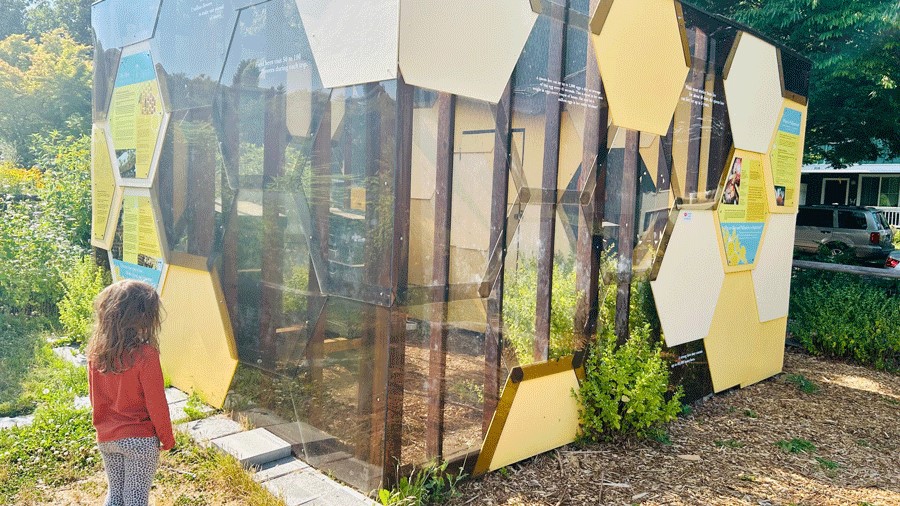 young girl learning about bees at the West Seattle Bee Garden