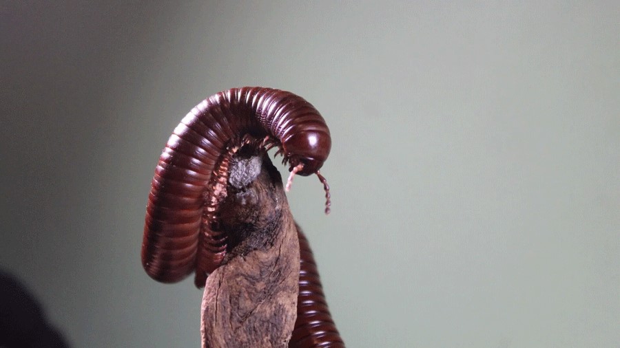 close-up view of a millipede at the Victoria Bug Zoo