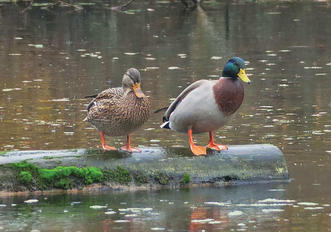 pair of mallard ducks at marymoor park in redmond birding spots around seattle for families