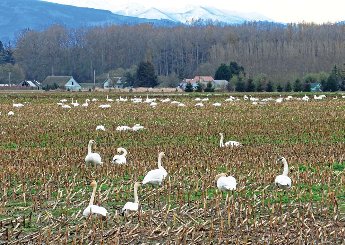 trumpeter swans in the skagit valley birding spots for seattle-area families with kids