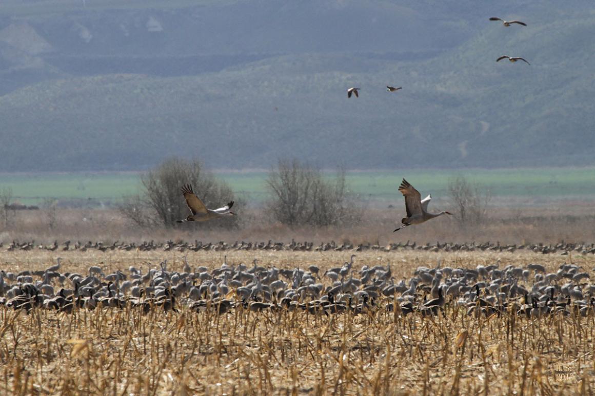 sandhill cranes in Othello, Washington birding spots for seattle-area and northwest families