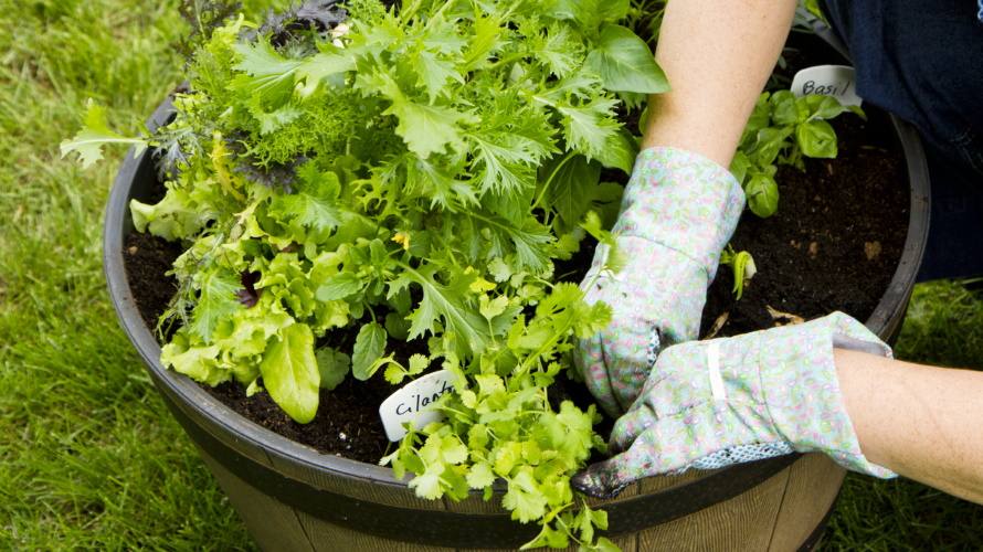 Container-gardening